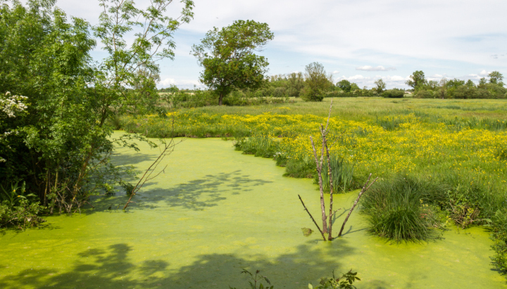 Journée mondiale des zones humides